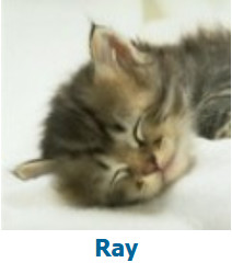 RAY论坛头像